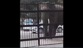 بھارت: ہاتھی کی گیٹ توڑ کر عدالت کے احاطے میں داخل ہوتے ویڈیو وائرل