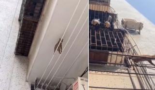 تاروں پر چلتی بلی کے توازن نے جاسوسوں کو بھی پیچھے چھوڑ دیا 