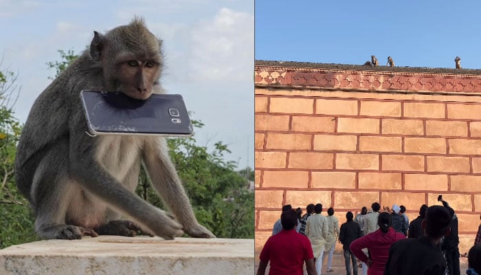 بھارت میں بندر نے موبائل فون چرایا، رشوت لے کر واپس کردیا