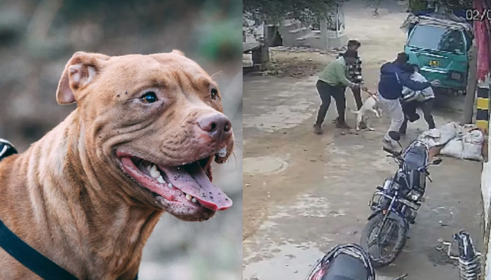 بھارت: دادا کی گود میں موجود بچی کو کتے نے کاٹ لیا