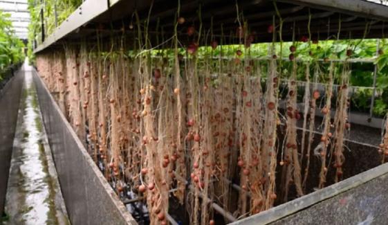 زمین کے بجائے، اب ہوا میں پودے اُگائیں