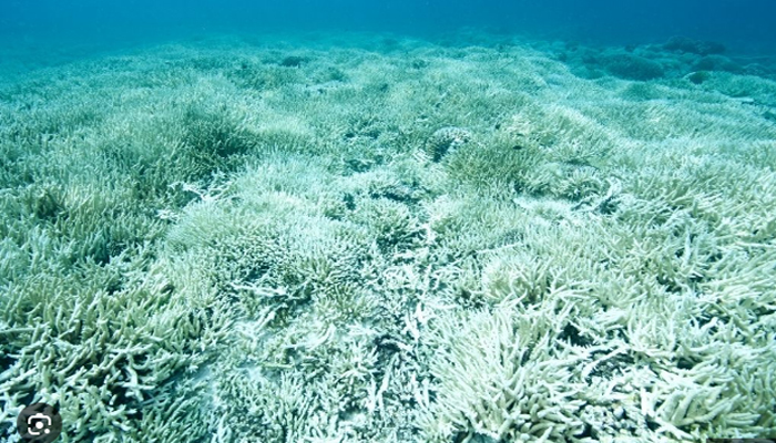 Australia’s Great Barrier Reef suffers another mass bleaching  