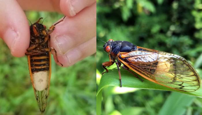 Heres What To Know About Trillions Of Cicadas Set To Descend Upon Us