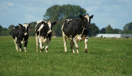 گائے کے دودھ میں برڈ فلو وائرس کیا انسانوں کیلئے خطرہ ہے؟