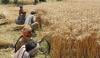 کسانوں کیلئے خطیرلاگت سے اگائی گئی گندم بیچنا ’مشن امپاسبل‘ بن گیا 