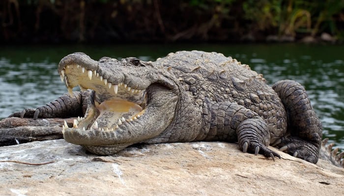 جیوانی: دریائے دشت سے مقامی لوگوں نے مگرمچھ پکڑ لیا