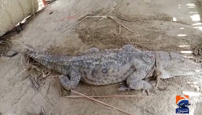 ’جیو نیوز‘ گریب