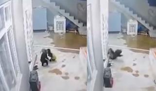 چیل کی ننھی بچی کو اپنے ساتھ لیجانے کی کوشش
