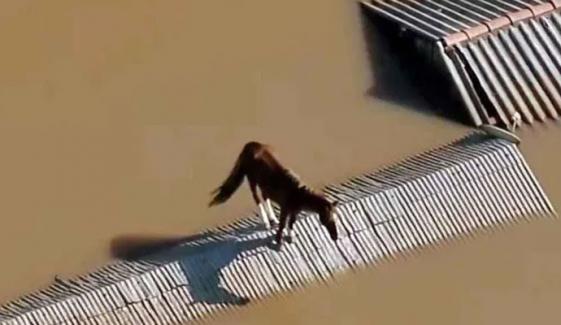 برازیل : سیلاب میں پھنسے گھوڑے نے اپنی جان کیسے بچائی؟