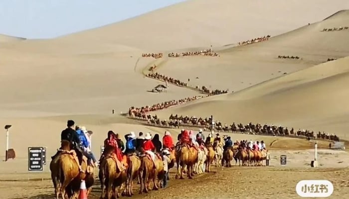 Installing traffic signals for camels in the Chinese desert