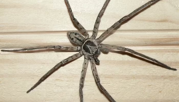 Giant huntsman spider sparks panic at primary school