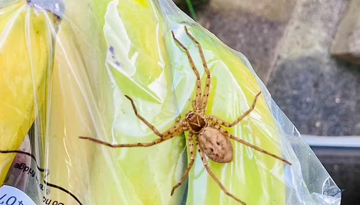 Giant huntsman spider sparks panic at primary school