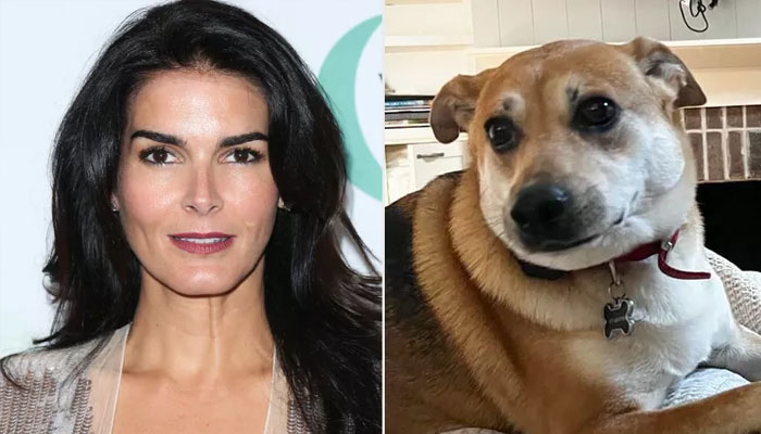 Angie Harmon recalls 'unfathomable' incident of losing her dog