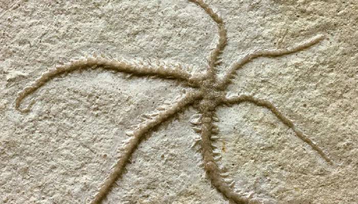 Scientists discover self-cloning starfish-like creature from 55 million years ago