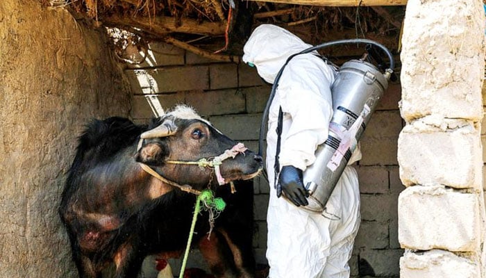 کانگو وائرس کیسز: اٹک سے مویشیوں کی دیگر علاقوں کو منتقلی پر پابندی عائد