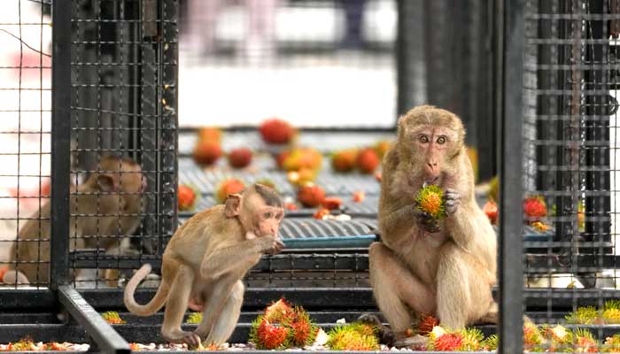 تھائی لینڈ میں شرارتی بندروں سے نمٹنے کیلئے انوکھا طریقہ اختیار کرلیا گیا