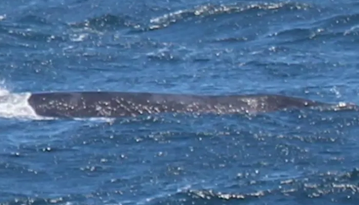 World’s rarest whale makes appearance on California coast 