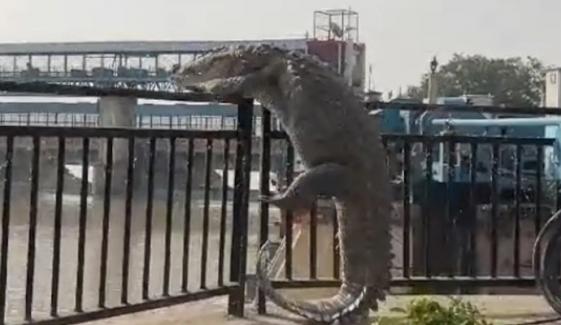 بھارتی ریاست اتر پردیش میں 10 فُٹ لمبا مگرمچھ نہر سے باہر نکل آیا