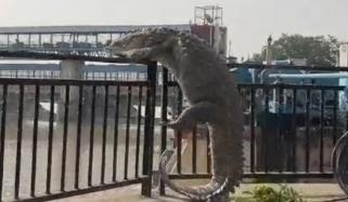 بھارتی ریاست اتر پردیش میں 10 فُٹ لمبا مگرمچھ نہر سے باہر نکل آیا