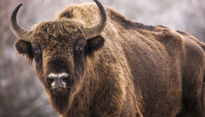 Bison seriously injures elderly woman in US Yellowstone National Park