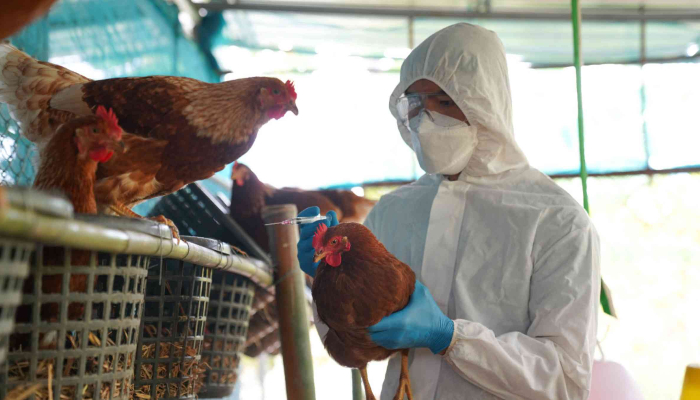Four-year-old child tests positive for bird flu in India