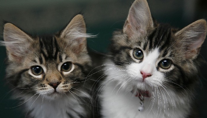Domestic cats can contract and spread bird flu, study