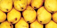 موسمیاتی تبدیلیوں سے آم کی فصل شدید متاثر