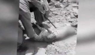 سوئی میں نایاب نسل کے تیندوے کو ہلاک کردیا گیا