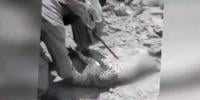 سوئی میں نایاب نسل کے تیندوے کو ہلاک کردیا گیا