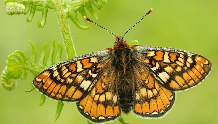 Record numbers of rare butterfly seen at reserve