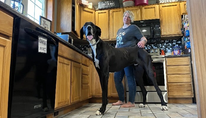 World's tallest male dog Kevin dies shortly after receiving GWR title