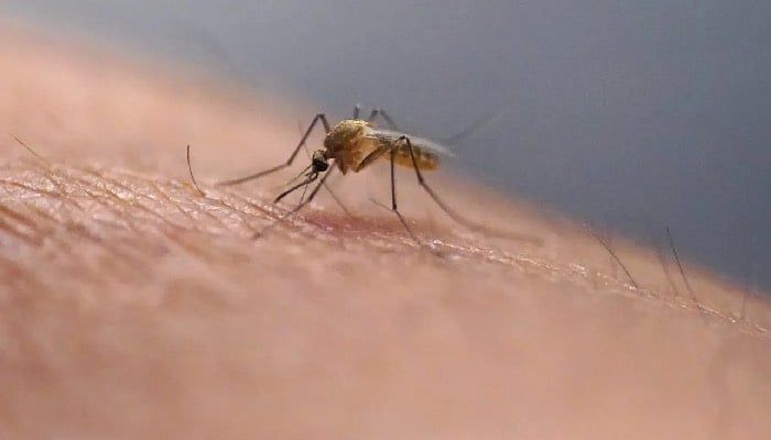 Dengue fever alert issued in Florida Keys amid rising concerns