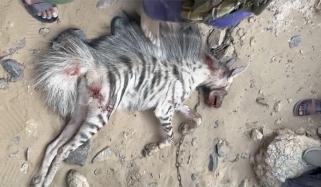 چاغی میں دھاری دار لگڑ بگا مارنے کی ویڈیو آ گئی
