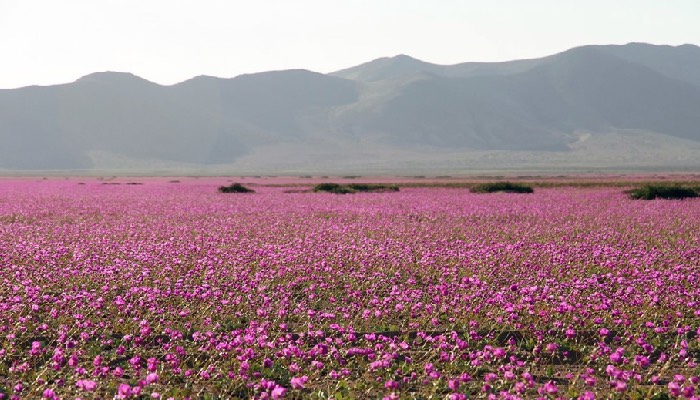 Earths driest place ‘abloom’ with rare white and purple flowers