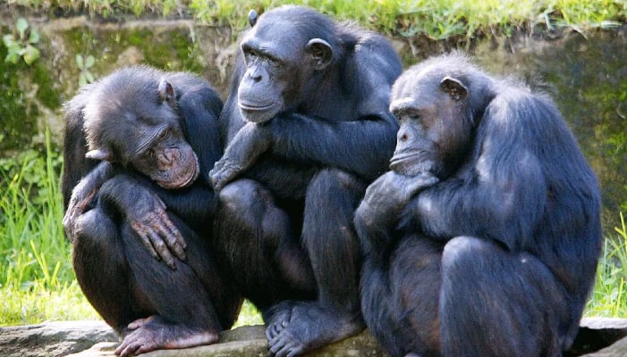 Scientists revealed wild chimpanzees use hand gestures and facial expressions while talking