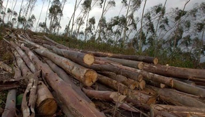 خیبر پختونخوا: درختوں کی کٹائی پر وزیر جنگلات فضل حکیم سے محکمے کا قلمدان واپس لے لیا گیا