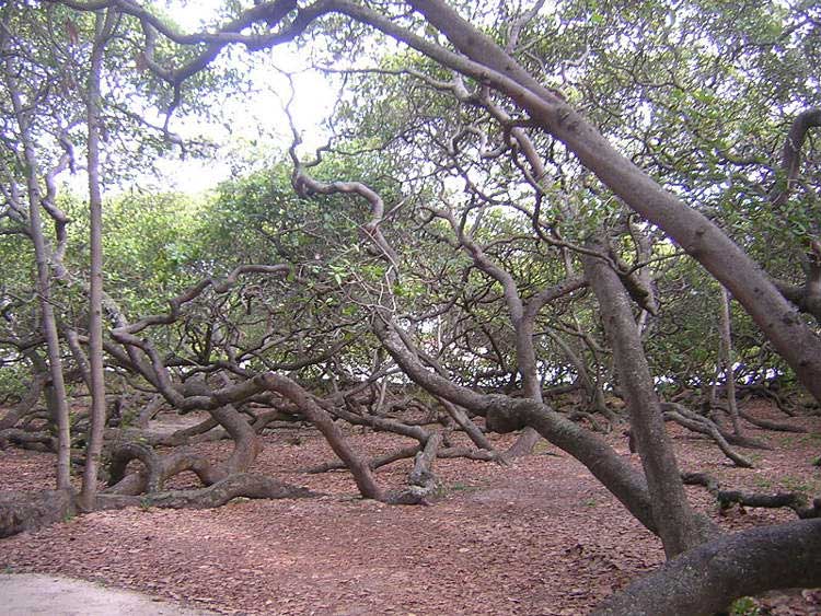 یہ درخت تن تنہا ہر سال 60,000 کاجو کے فروٹس پیدا کرتا ہے۔
