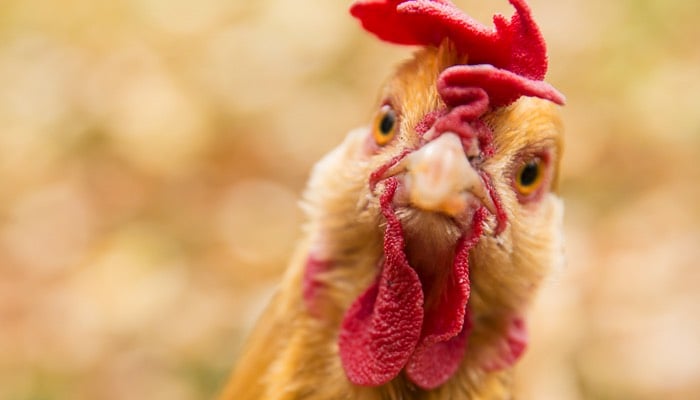Hens can blush like humans to show emotions, study