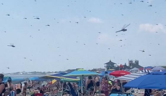 امریکی ساحل پر بھنبھیریوں نے شہریوں کی دوڑیں لگوا دیں