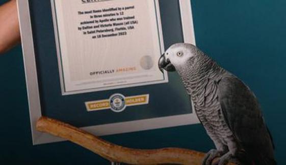 مشہور ٹک ٹاکر طوطے نے چیزوں کو پہچاننے کا عالمی ریکارڈ توڑ دیا