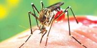 پنجاب: 24 گھنٹوں میں ڈینگی کے مزید 6 کیسز رپورٹ