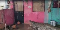 بھارت میں سیلاب کے بعد مگرمچھوں کی بڑی تعداد شہر میں آگئی