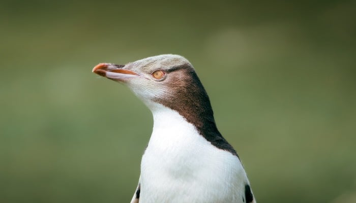 Shy yellow-eyed penguin Hoiho wins New Zealands Bird of the Year competition