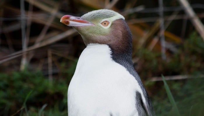 Shy yellow-eyed penguin Hoiho wins New Zealands Bird of the Year competition