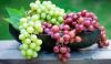 سبز و جامنی موتیوں جیسے انگور، غذائیت سے بھرپور