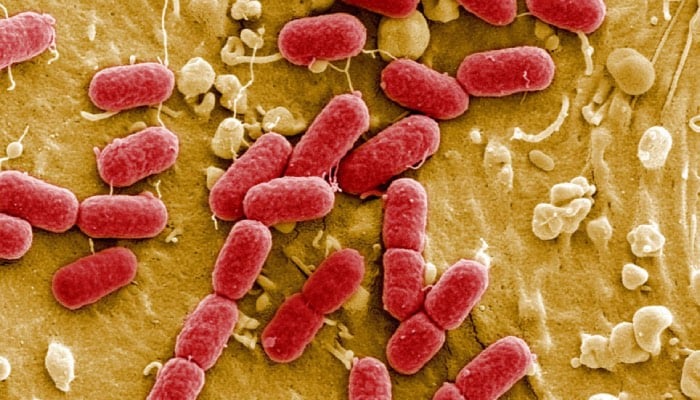 Drug-resistant superbugs could claim 40 million lives in next 25 years, study