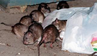 نیو یارک چوہوں سے متاثر امریکی شہروں میں پہلے نمبر پر آگیا