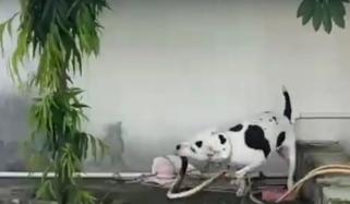 بھارت: پالتو کتے نے سانپ سے بچوں کی جان بچا لی