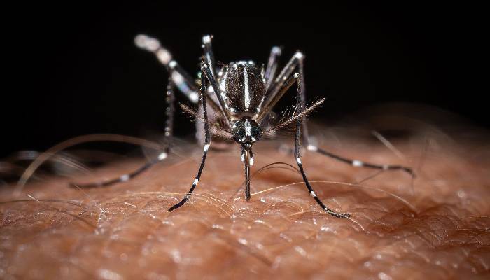 New York health officials issue alert against rare mosquito-borne virus EEE