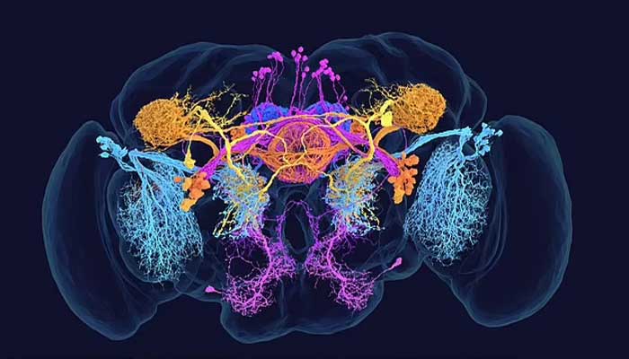 سائنسدانوں نے دماغ کا پہلا انتہائی مفصل نقشہ تیار کرلیا